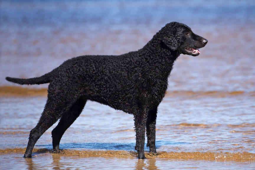 207个品种纯种犬介绍四(切萨皮克湾寻回犬和卷毛寻回犬)
