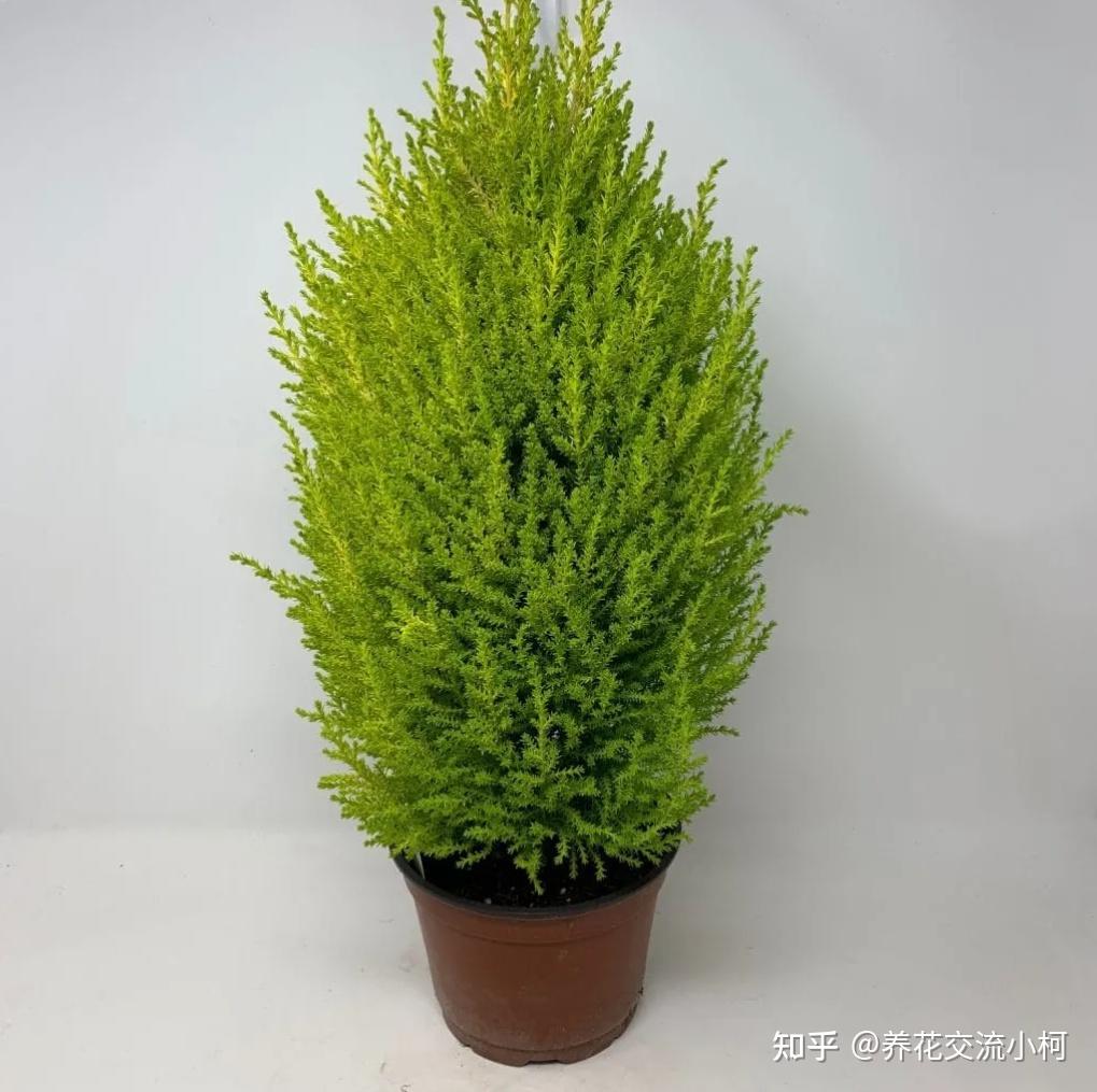 告诉你几个养护盆栽香松的秘诀，别再把它养枯萎了 - 知乎