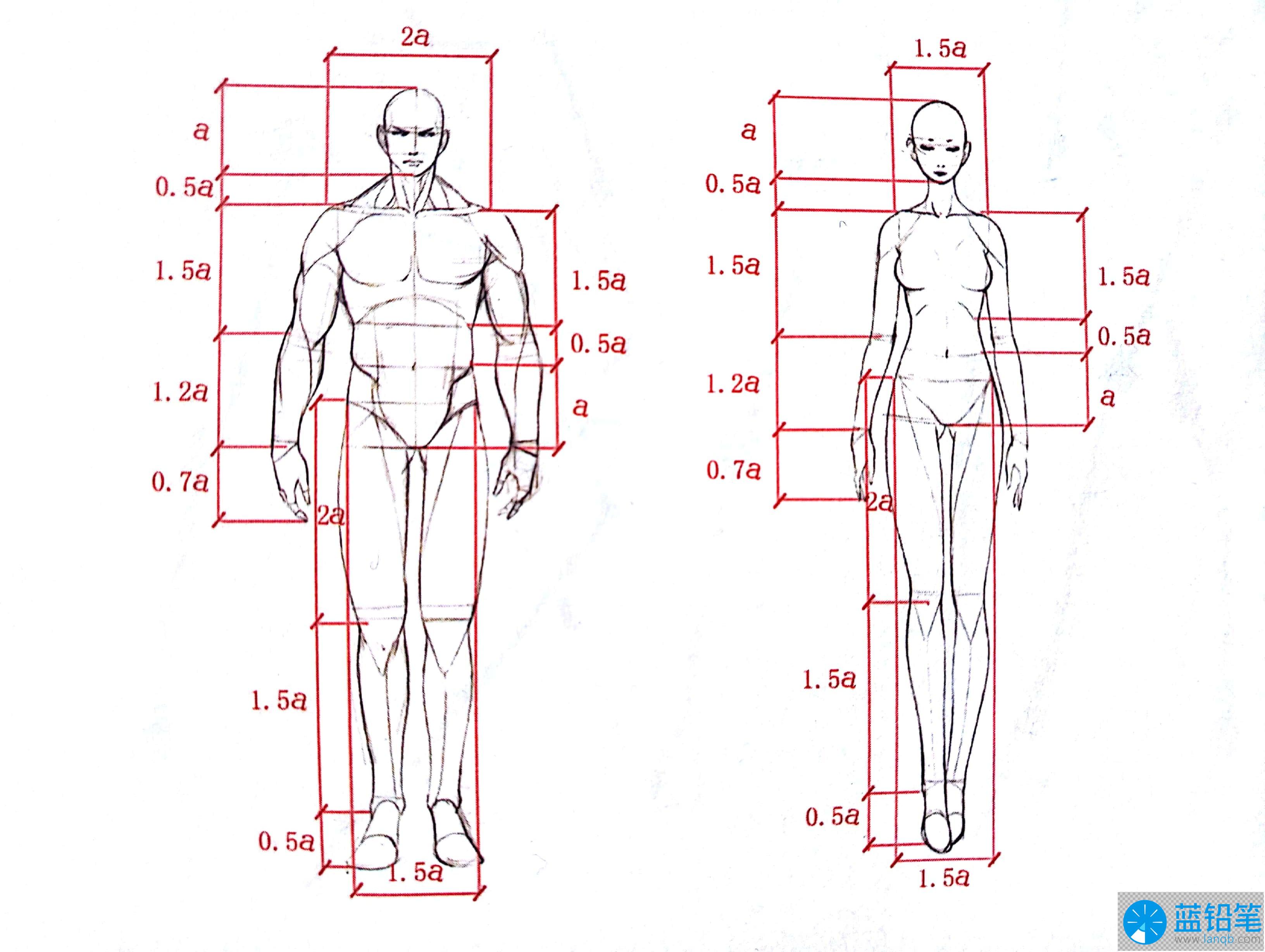 作业：人体造型基础课程第1章——人体比例 - 雅山D位 nico - 轻微课