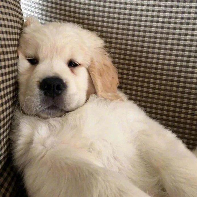 可爱到爆的猫猫头像和狗狗头像,心都要化了