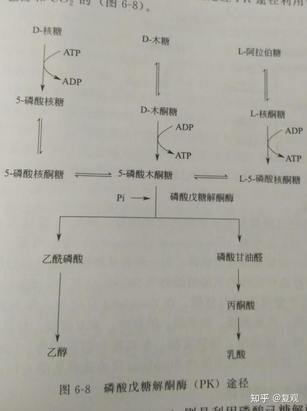 微生物产能代谢途径和能量转化 - 知乎