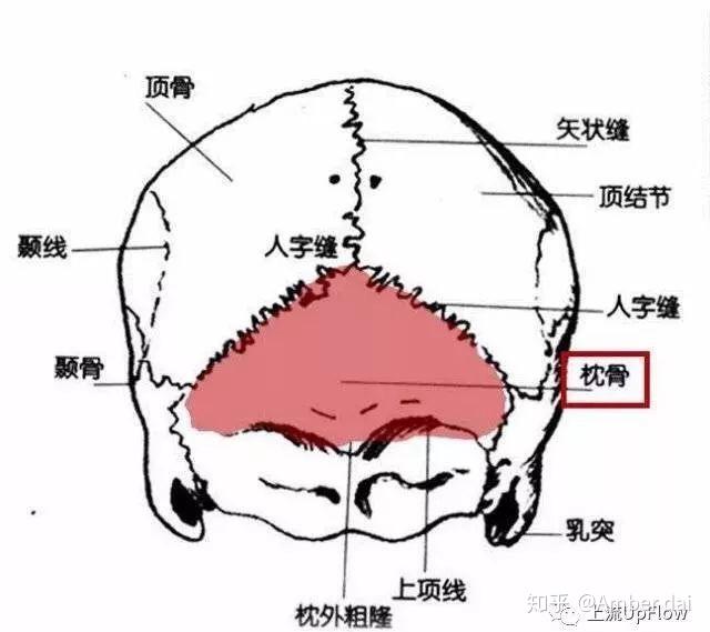 论一个完美扁头的诞生 - 知乎