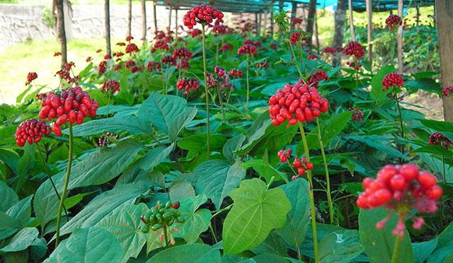 三七专用肥是什么肥料三七用什么叶面肥好三七抗病增产专用肥料昆仑风