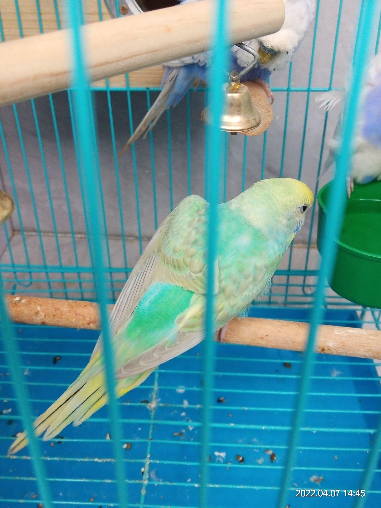 记录一下我家的两对羽衣虎皮鹦鹉 - 知乎