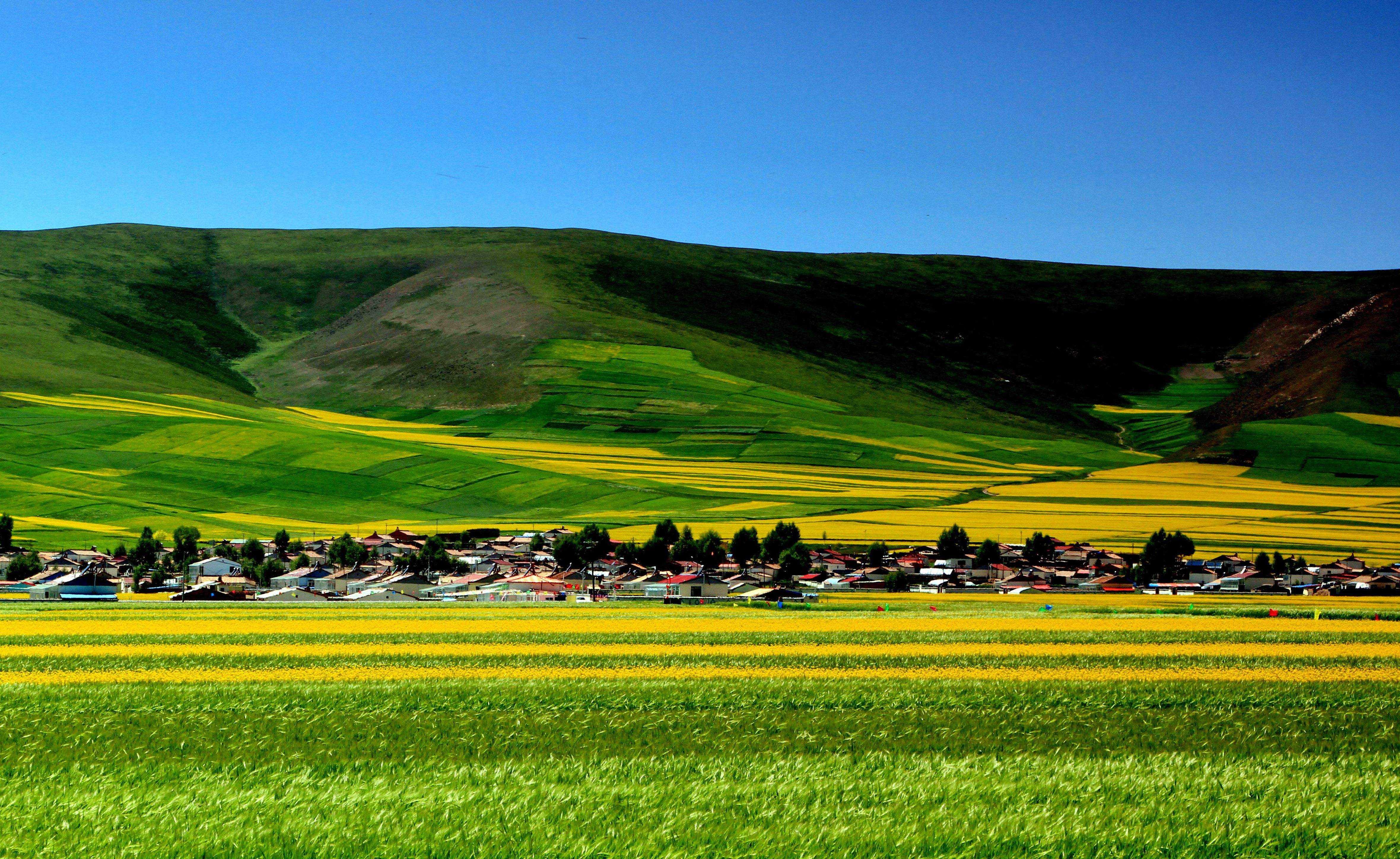 这个夏天,我们一起去青海邂逅万亩油菜花