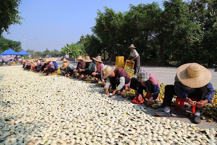 为什么晒陈皮时普遍是内囊朝上365问陈皮之357