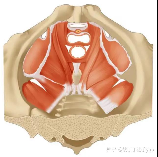 產後漏尿恥骨痛腰痛該做盆底肌修復還是骨盆修復