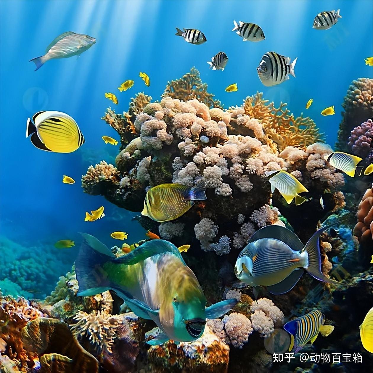 95的生物都生活在海里，海到底有多深？人类在深海都发现了什么 知乎