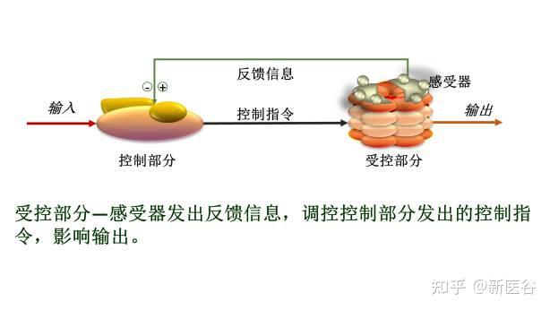 谷谷讲讲生理学中的正反馈调节 - 知乎
