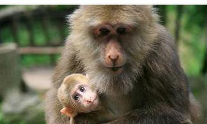 大白课你以为啪啪啪只是为了繁殖猴子告诉你啪啪啪还有很多用处的好伐