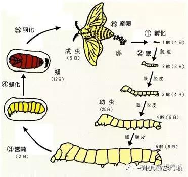 在家我们如何喂养好自己的 蚕宝宝 知乎