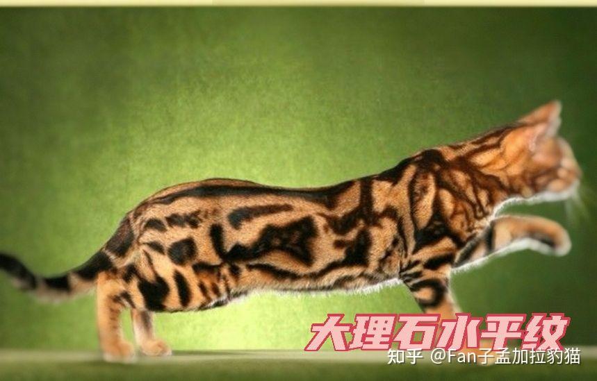 孟加拉豹猫花纹有多少种?你家又是神什么花纹? 大百科