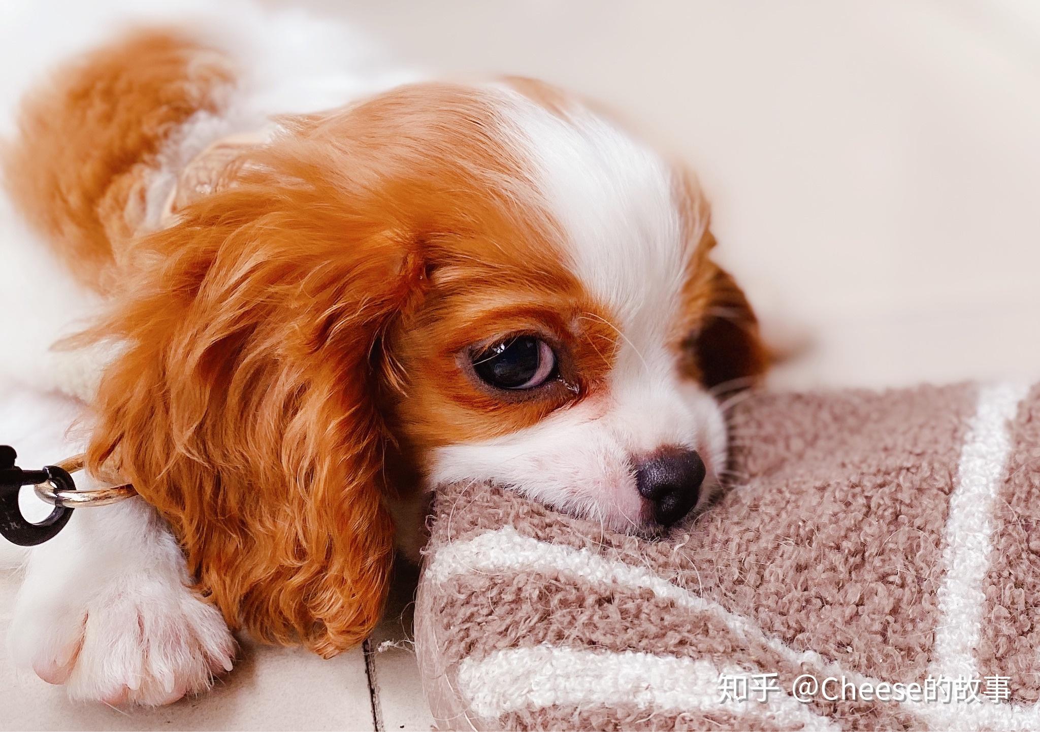 查理王小猎犬 :2个半月幼犬得细小并发胰腺炎的康复经验以及购买小犬