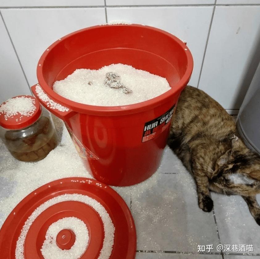 只要猫咪心态好,哪里都是猫砂盆,解析猫咪随处大小便的原因 - 知乎