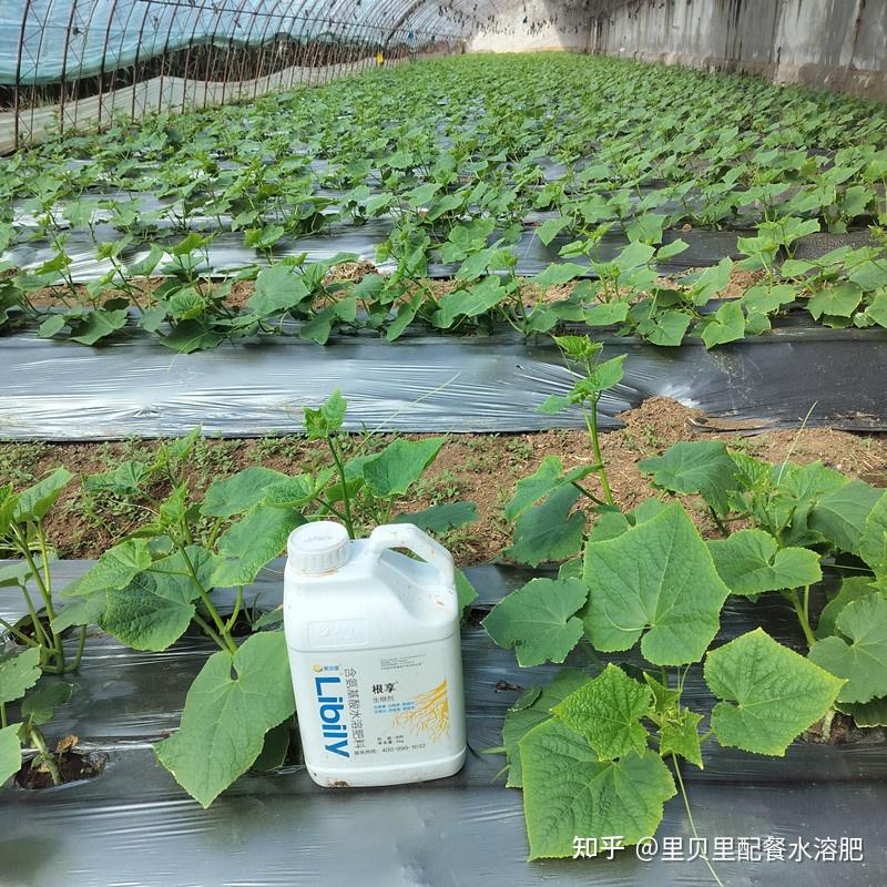生根剂的正确使用方法?告别早衰(上) - 知乎