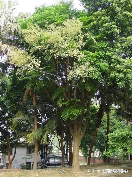 【景观人植物理论系列】华南地区常用常绿乔木总结 - 知乎