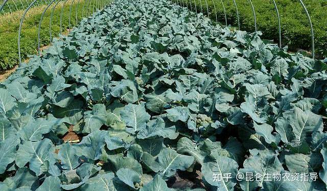 西兰花生长适宜温度在15℃以上,在温度过低的地区种植会出现长势缓慢