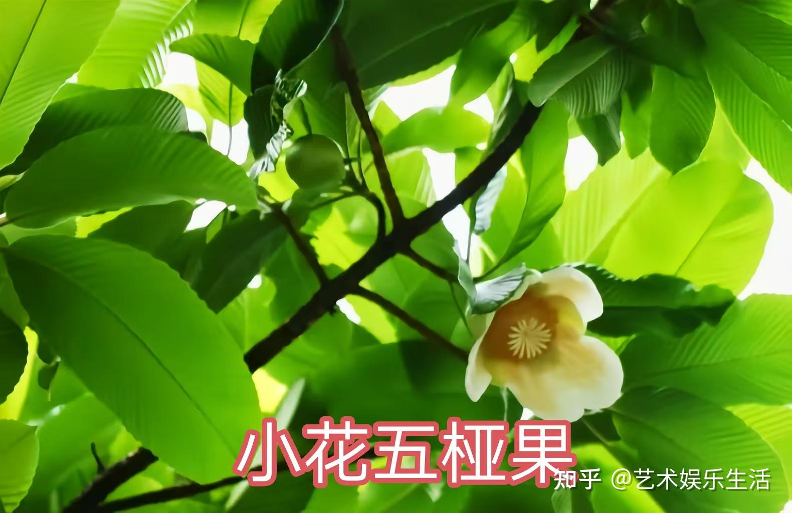 五桠果科的6种代表植物 - 知乎