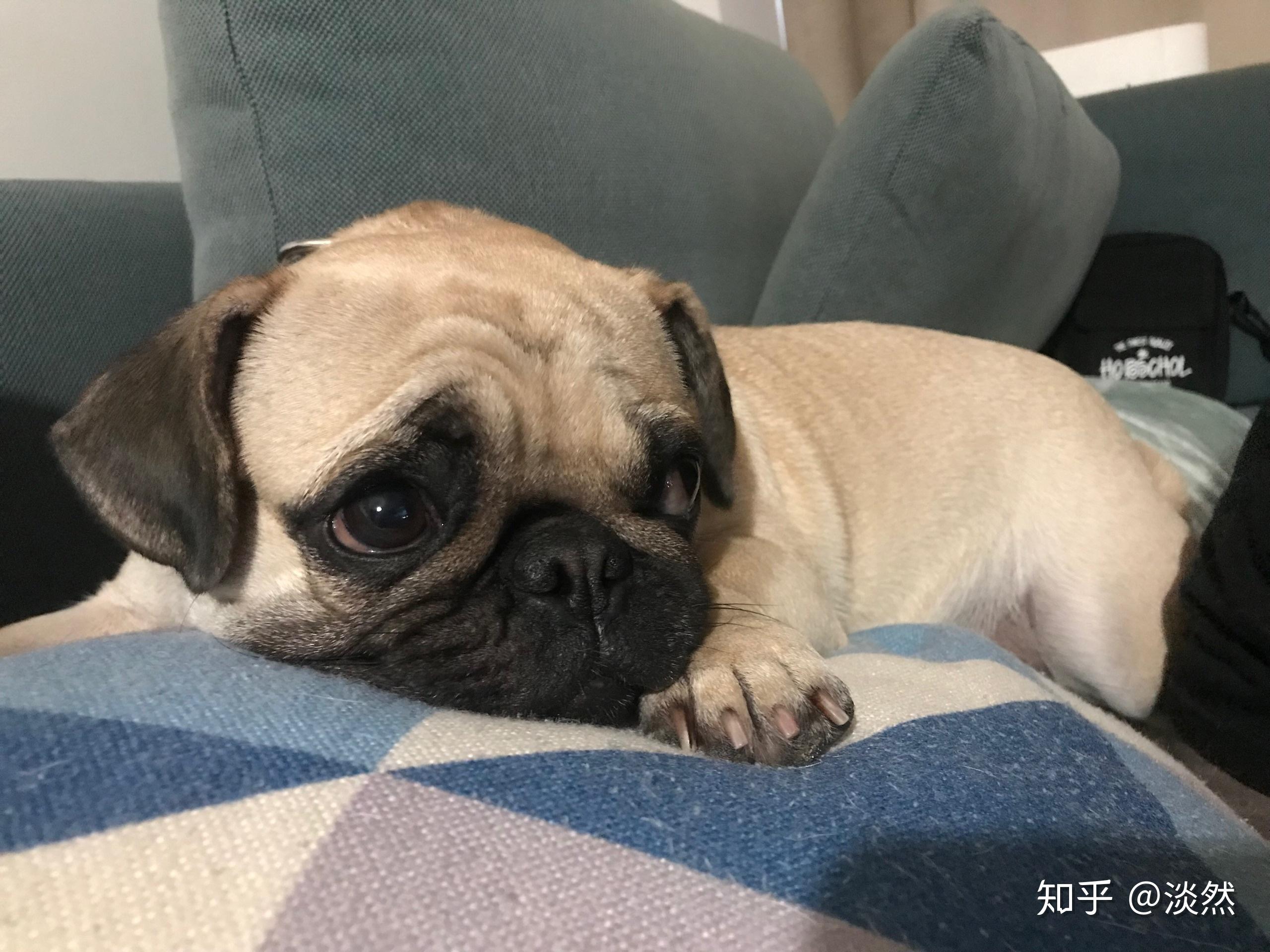 一个月的巴哥犬怎么养 v2-285e0b16d32efe24a92fbe900b4c05db_r.jpg