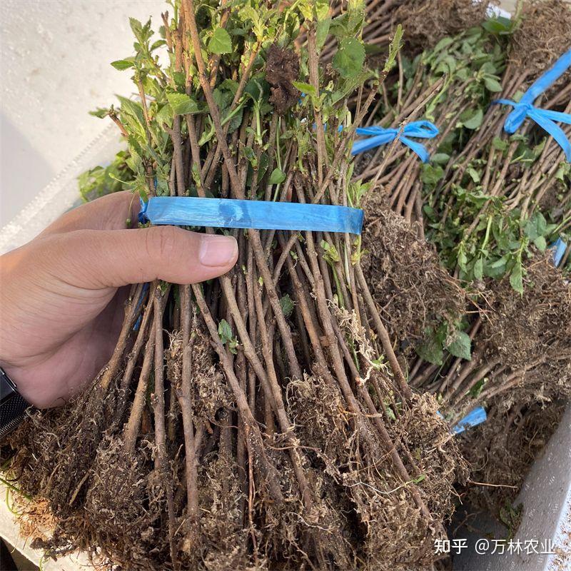组培吉塞拉17号砧木苗抗重茬、好栽植、嫁接亲和力好 - 知乎