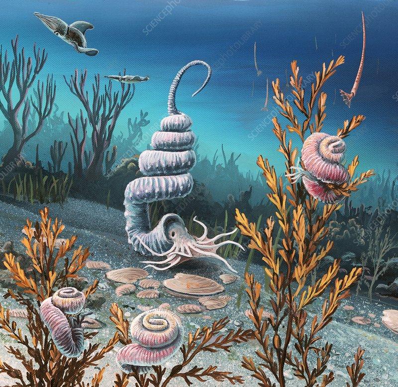 《最后的菊石》：The Last Ammonites - 知乎