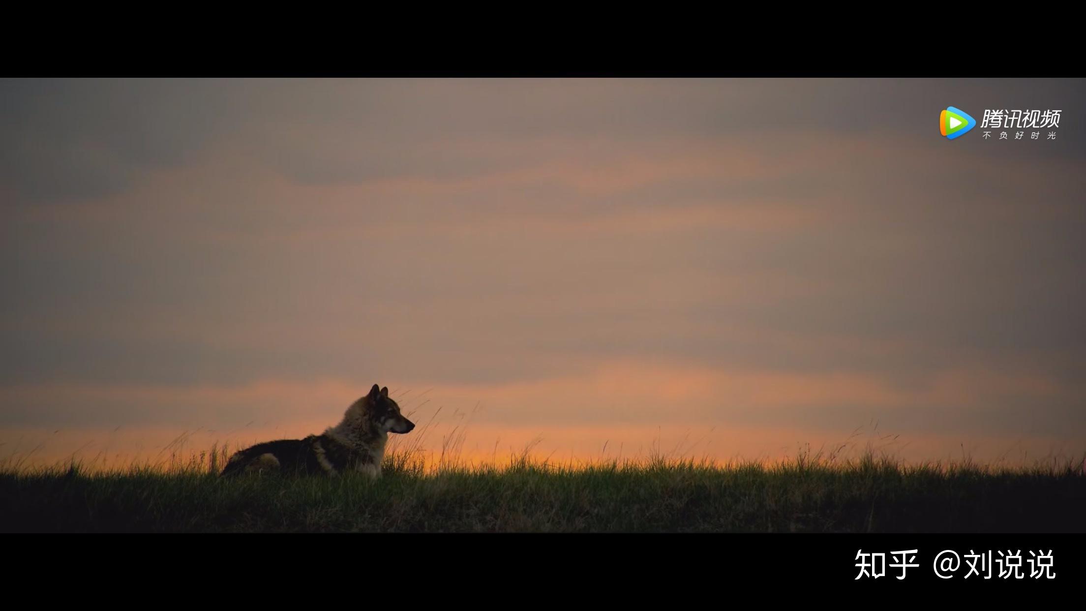 阿尔法狼伴归途