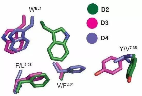nature丨精神分裂症靶点多巴胺d2受体结构解析