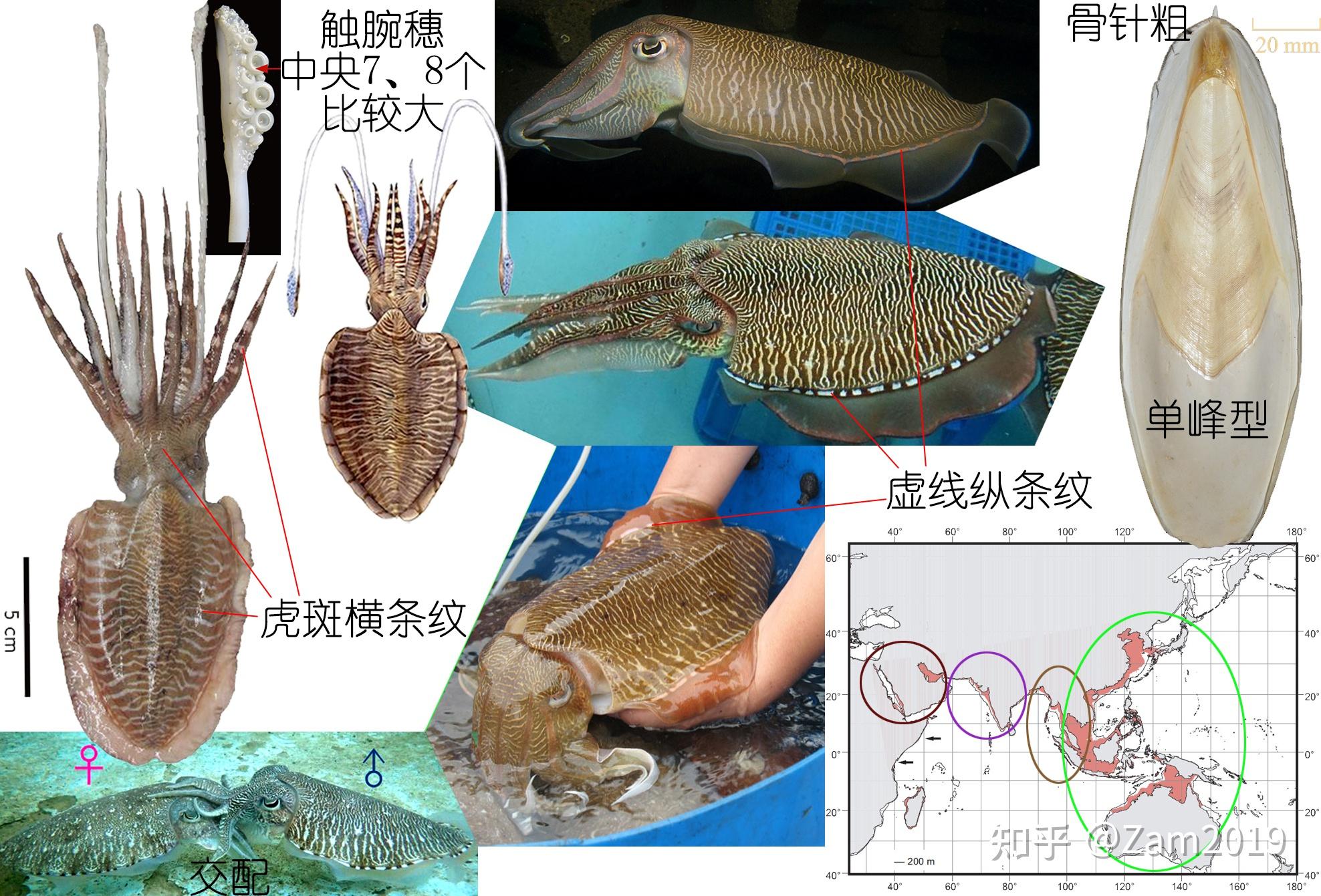 墨鱼公母有啥区别图片图片