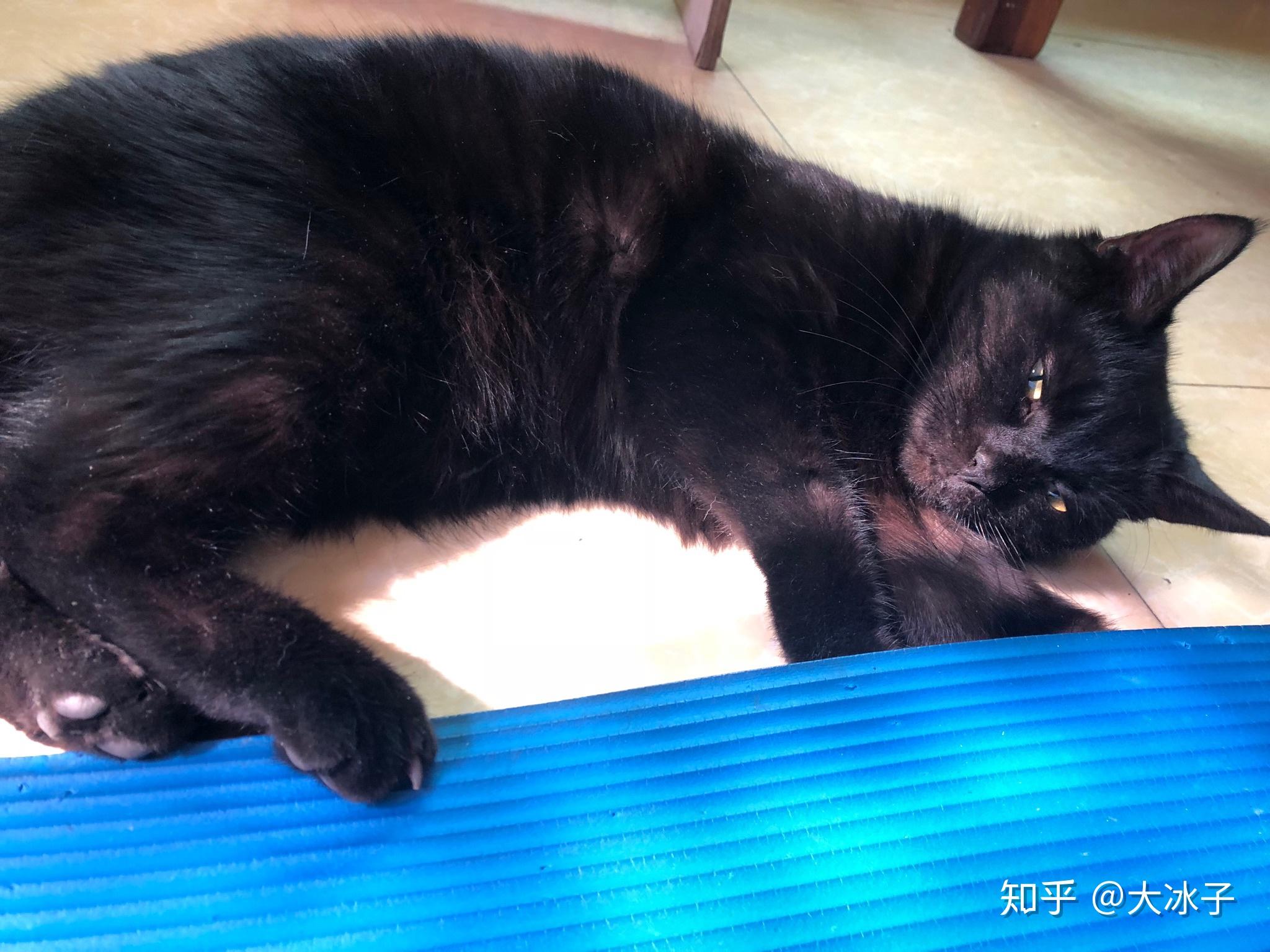 什么是玄猫，什么样的人适合养玄猫，有什么禁忌吗？ - 知乎