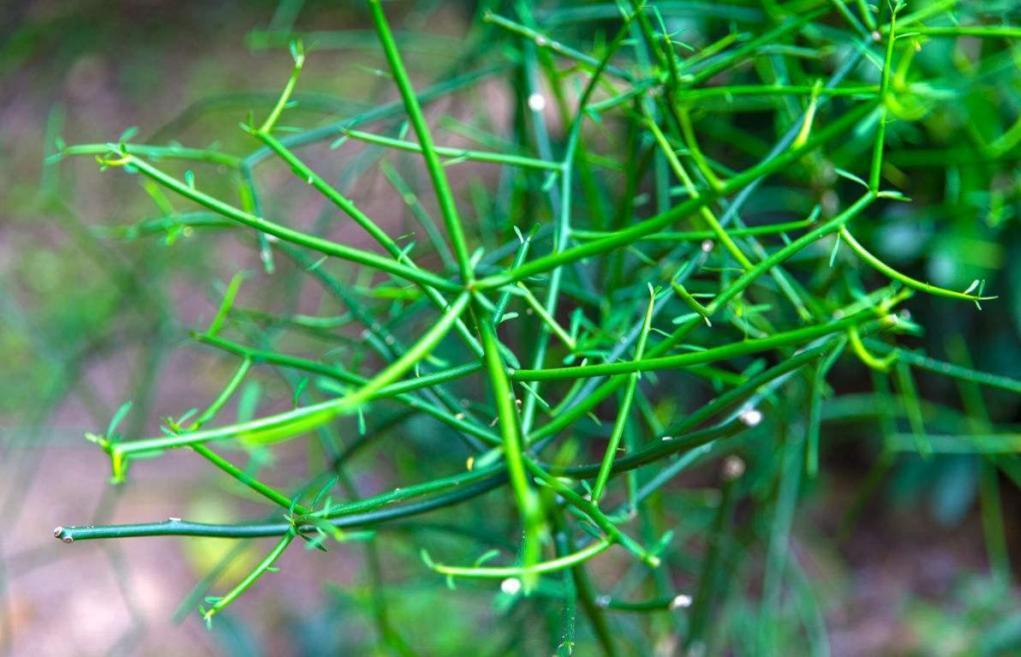 解决能源危机非常热门的石油原料植物绿玉树