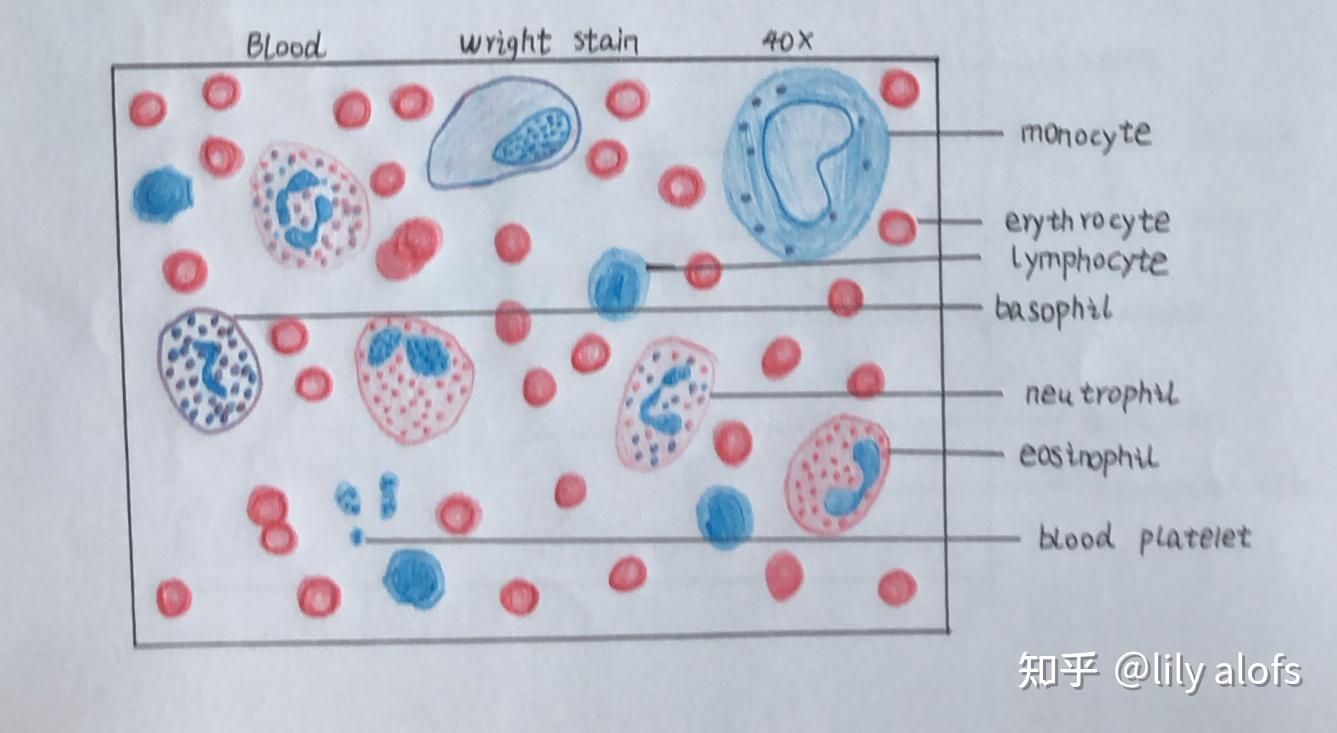 单核巨噬细胞绘图图片