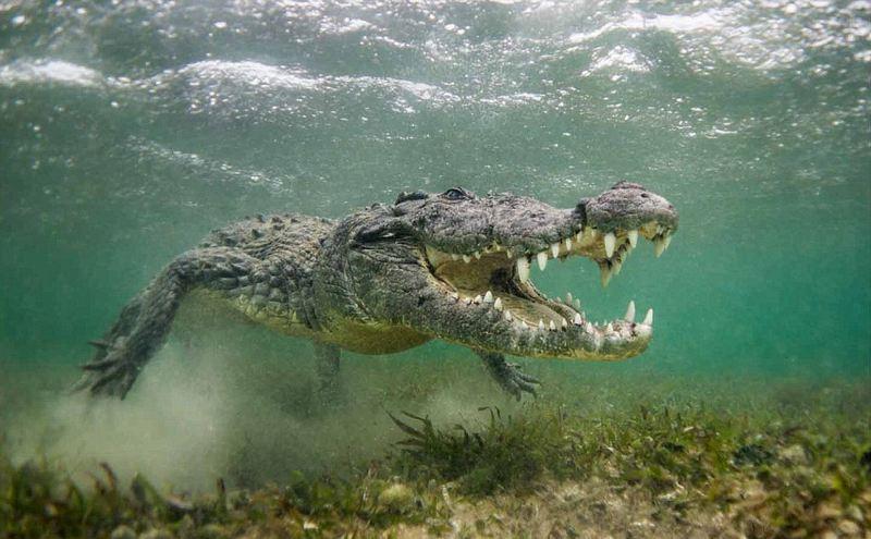 鳄鱼嘴里的每颗牙齿几乎都和它的邻居一模一样,非常适合这群以各种