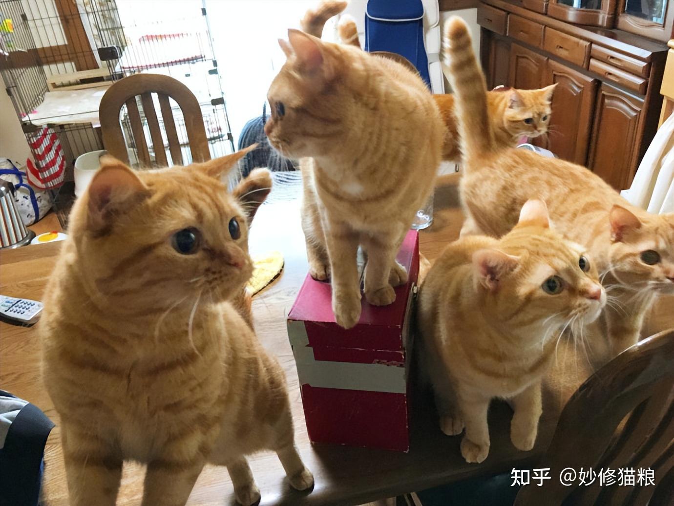 “养一只猫”和“养两只猫”的区别，过的是两种不同的人生 - 知乎