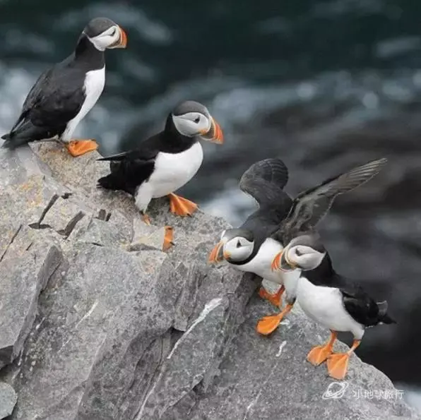 萌萌的生灵们 最全最有趣的冰岛动物百科 冰岛小众旅行攻略 知乎