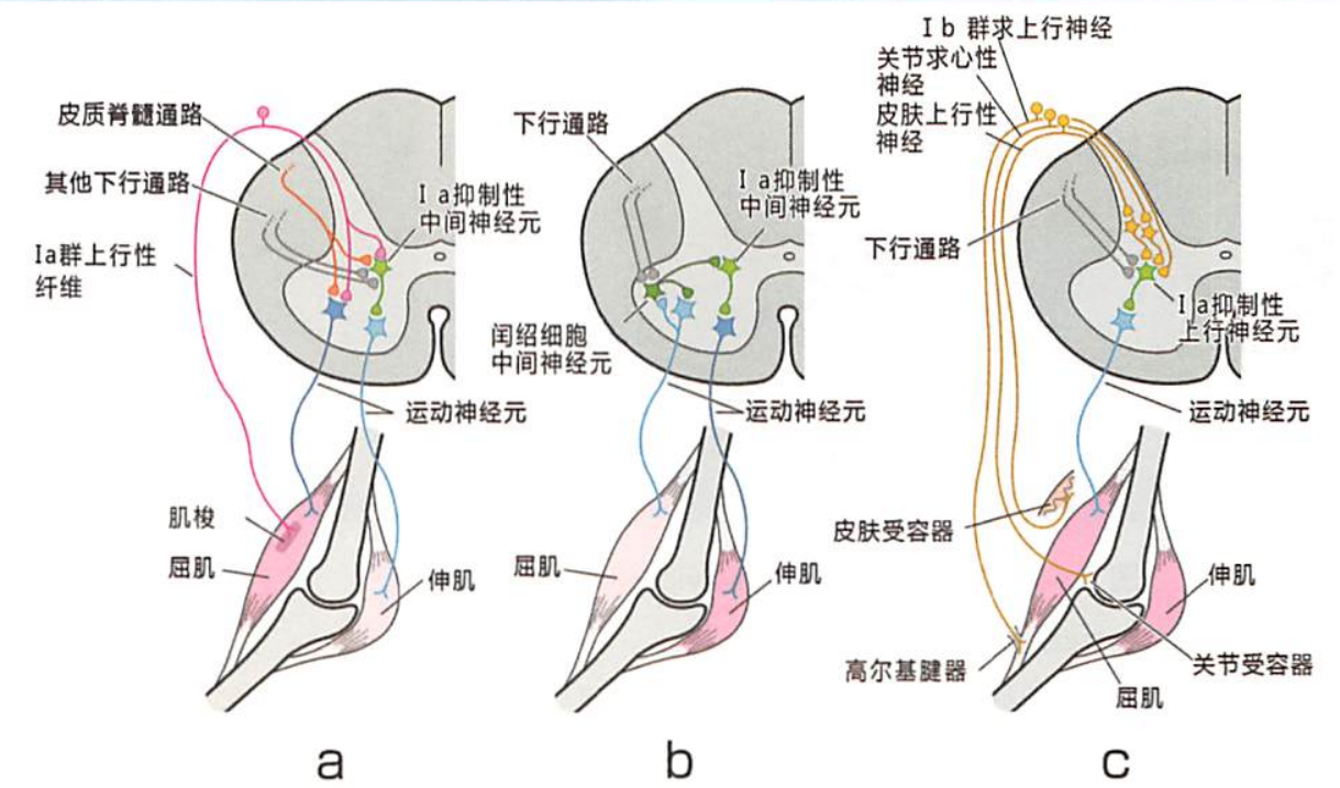 肌肉生长原理图片