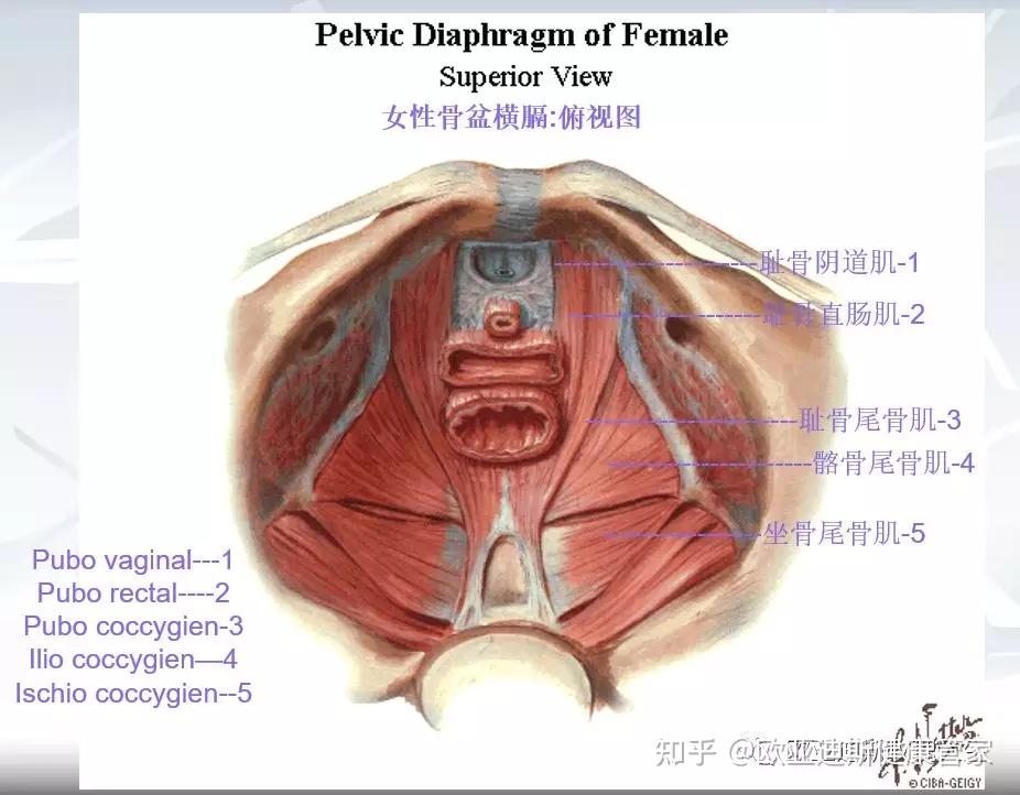 盆底浅层肌肉图片