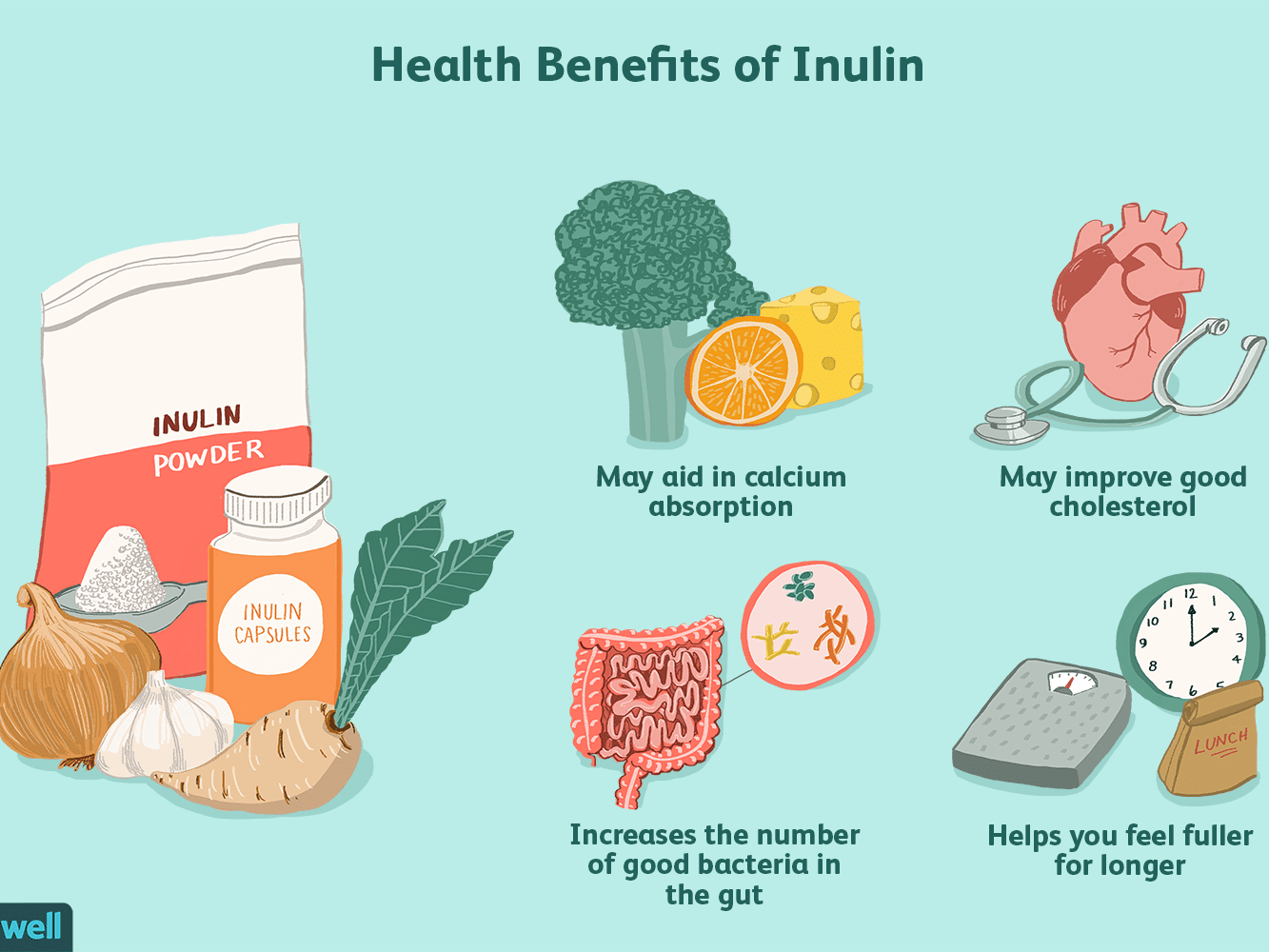03. 哪些膳食纤维属于益生元