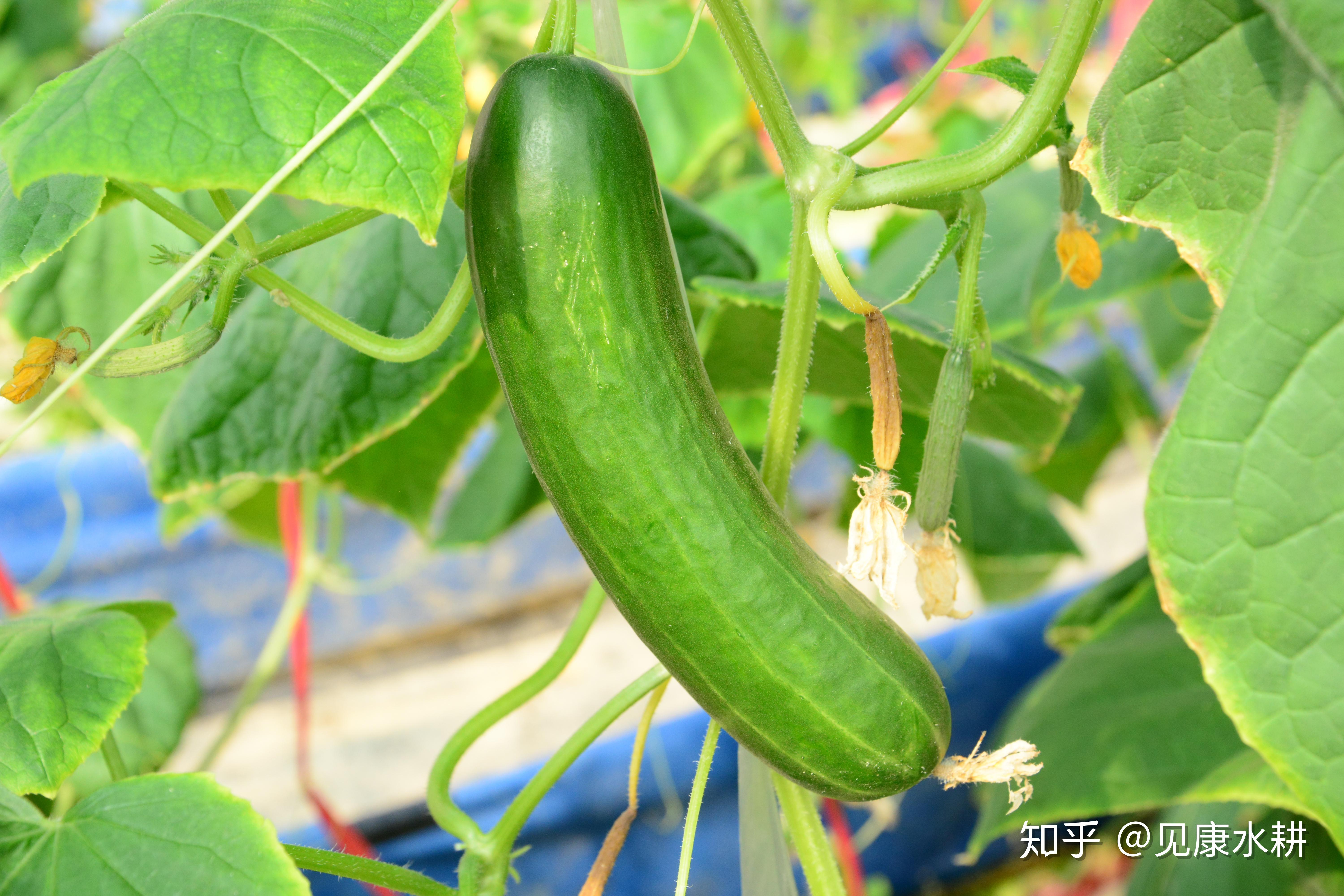 女性的最爱你知道吗美容界神器水果黄瓜