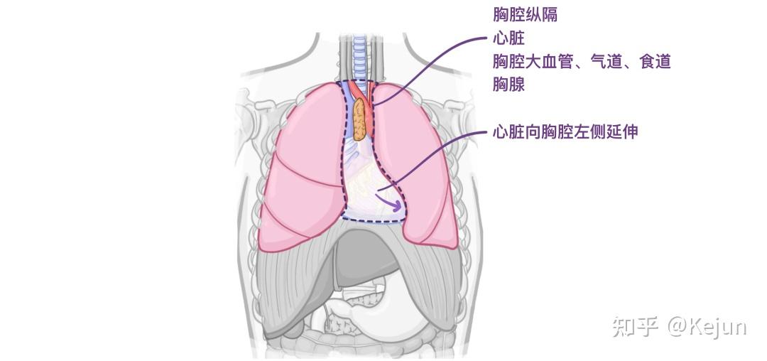 肺和气管位置图片图片