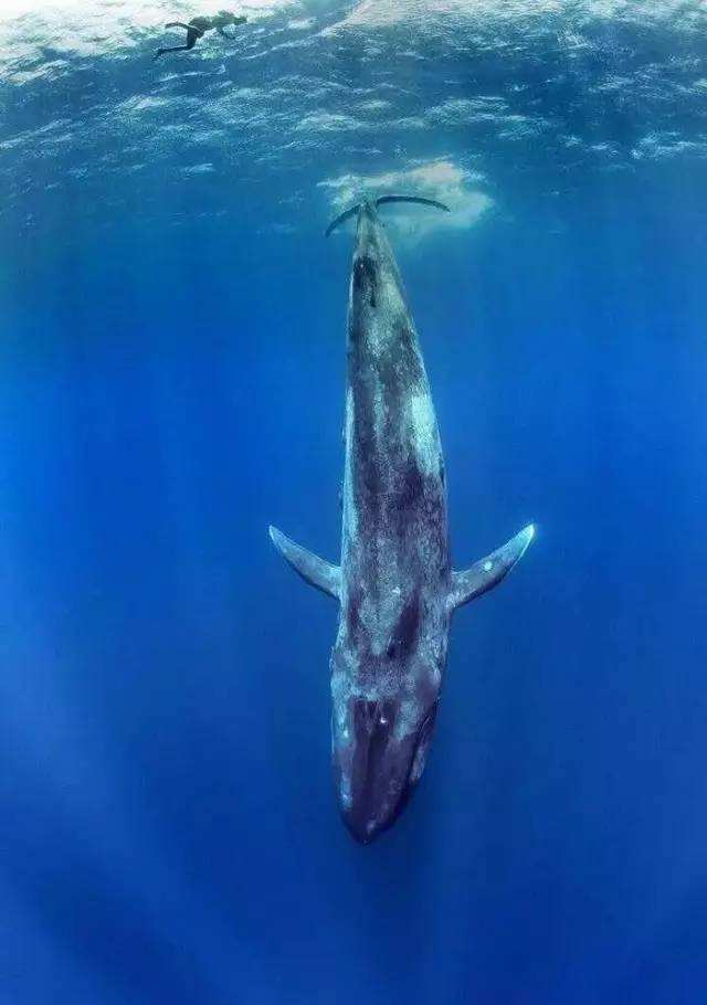 一座鲸鱼的尸体可以供养一套以分解者为主的循环系统长达百年