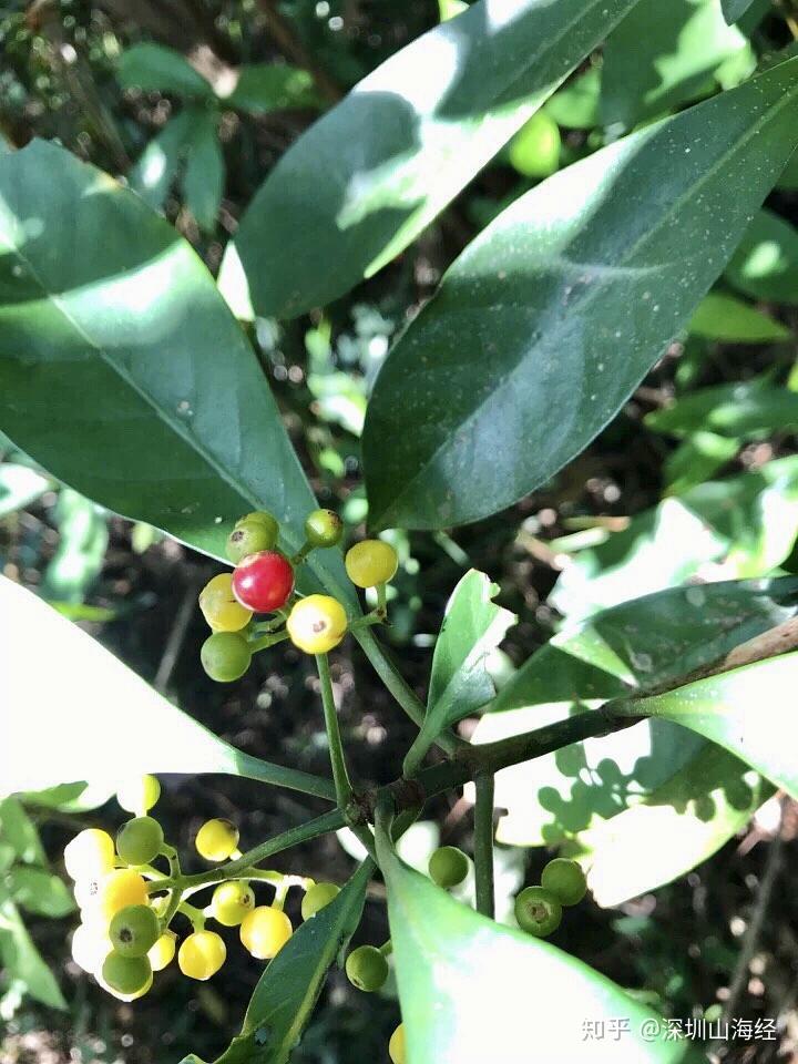 大丹叶,暗山公,暗山香,山大颜,吹筒管,刀伤木,牛屎乌,青龙吐雾,九节木