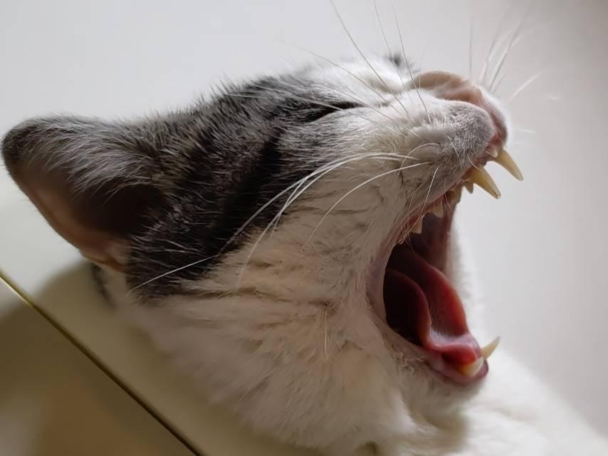 恶猫咆哮毛球:小布06就这么定了不管你是男是女女神啊~毛球:雪球儿05