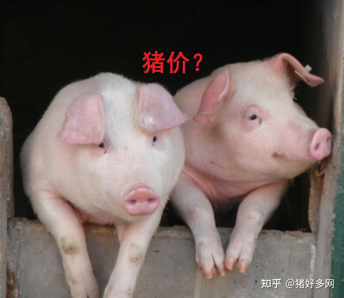 猪价终于止跌上涨这波上涨是否真如昙花一现