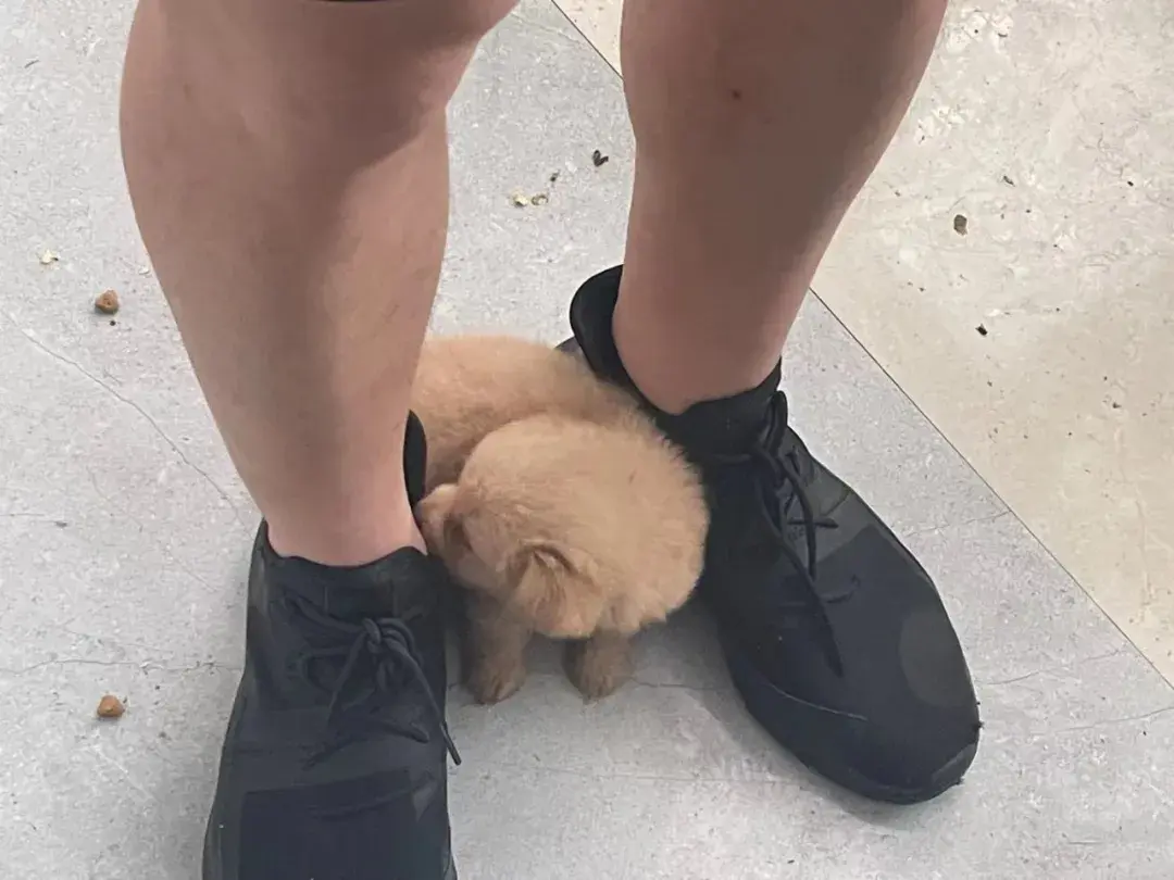 汪汪队出击逗伴宠物乐园狗狗图鉴一览