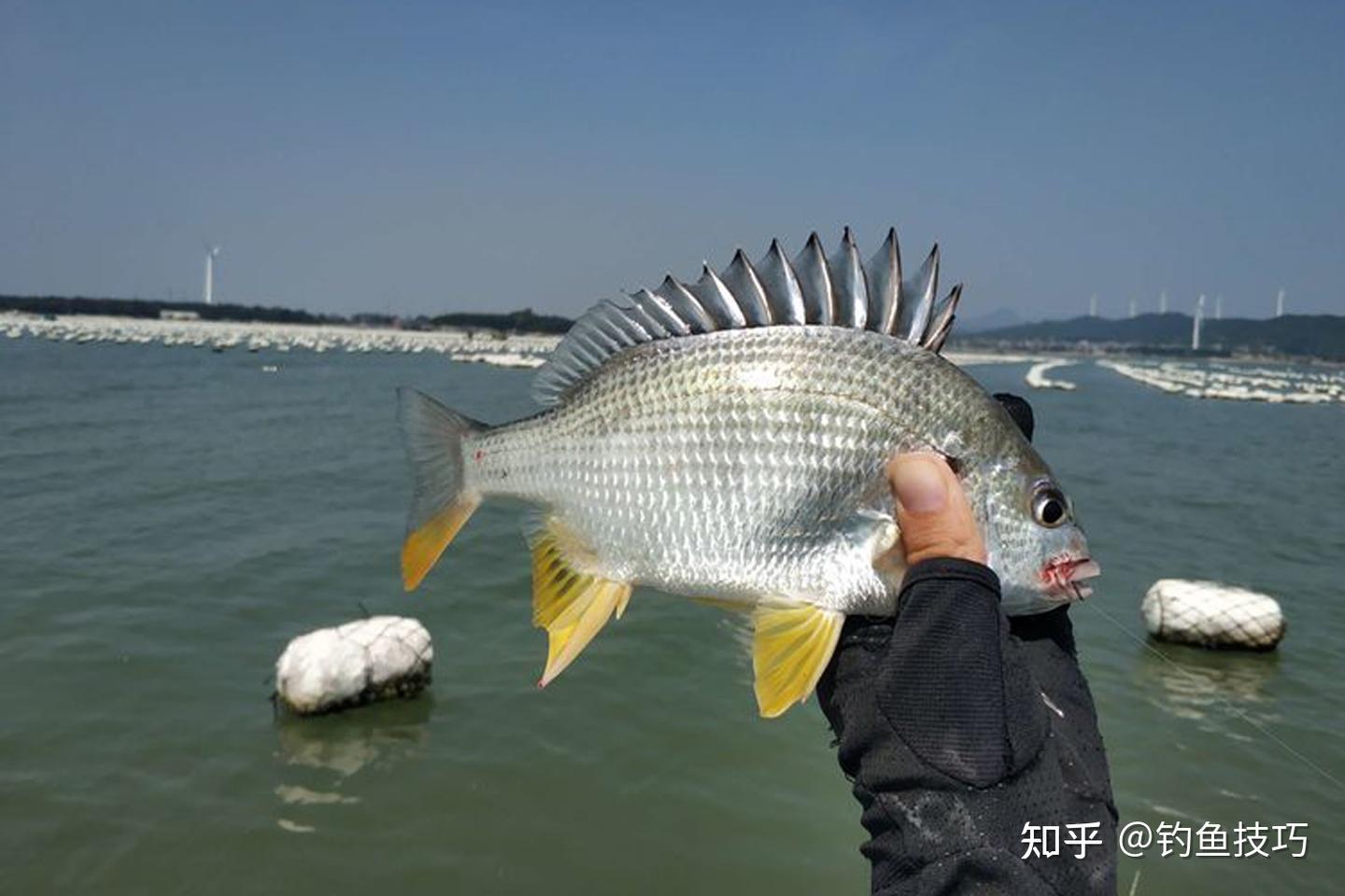 黑鲷、黄鳍鲷、真鲷等鲷科鱼类的垂钓技巧 - 知乎
