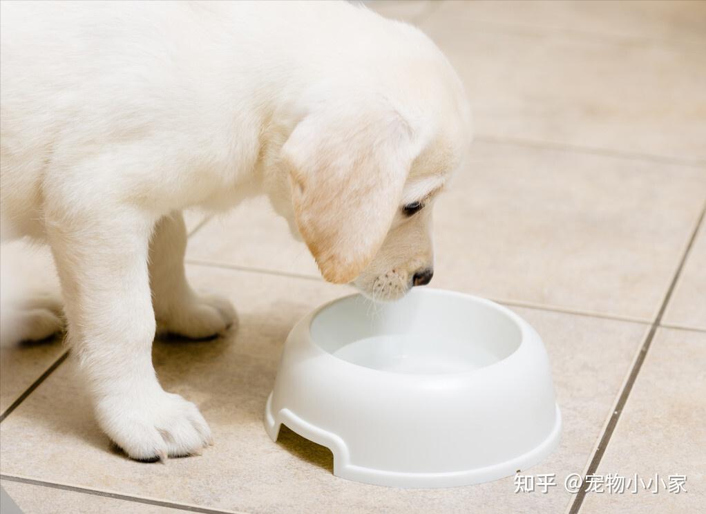 让狗狗喝水有什么难的?支招:专治各种"不喝水" - 知乎