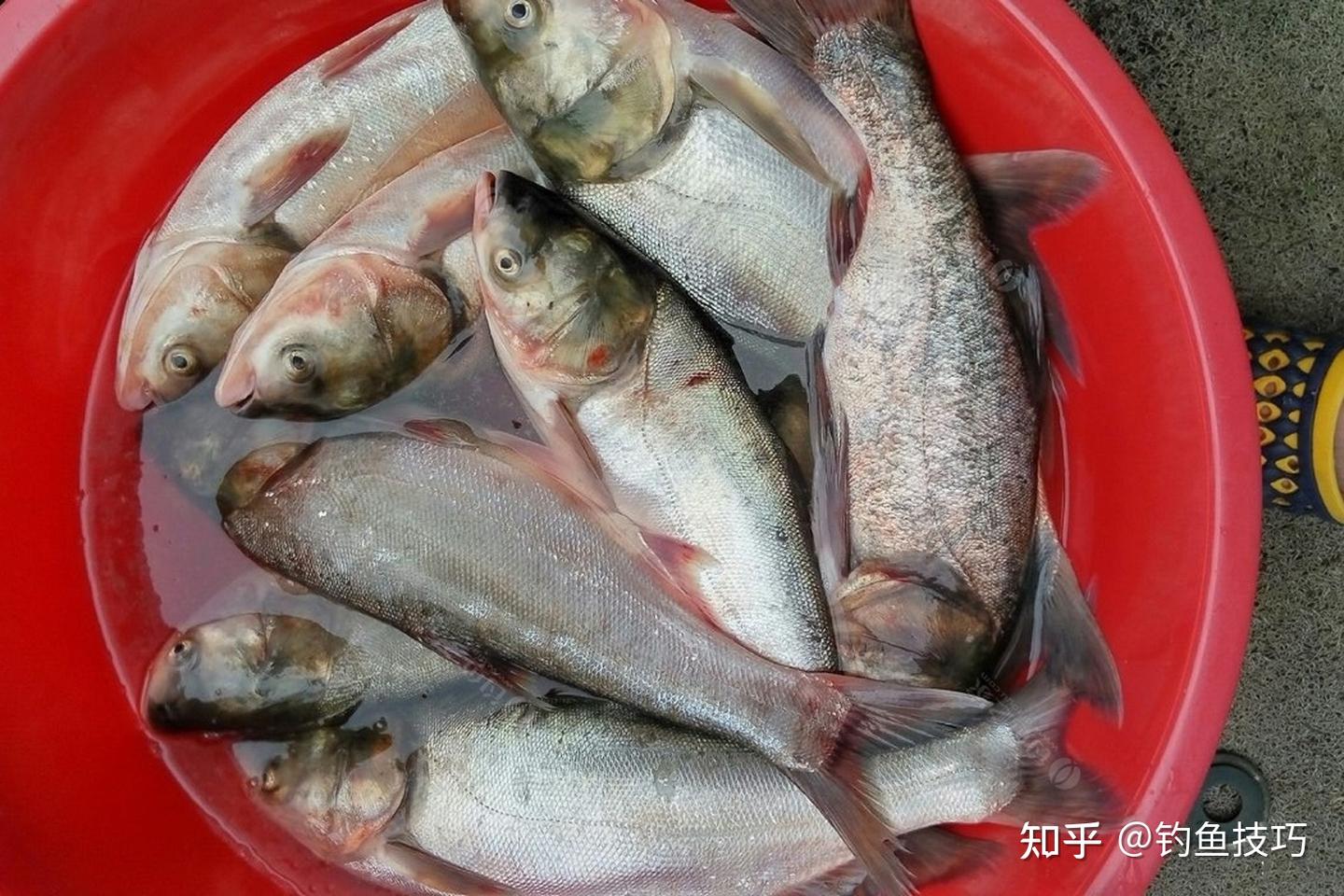 野钓鲢鳙,如何选钓位?钓鲢鳙选钓位的4个要点,爆护的秘诀 - 知乎
