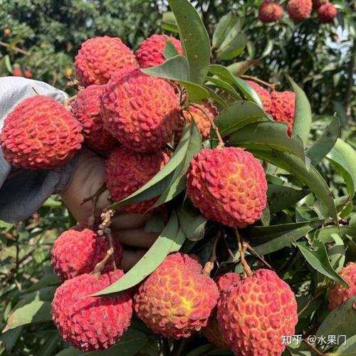 荔枝王是什么品种？ - 知乎