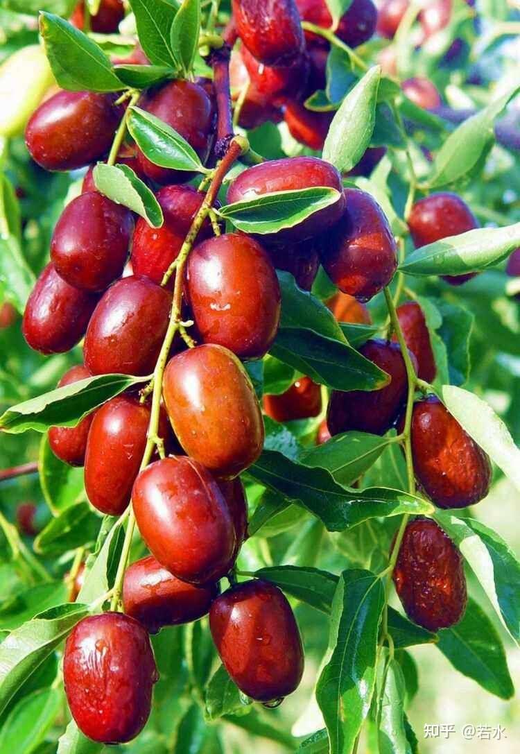 噗簌之间酿新蜜 枣花 - 知乎