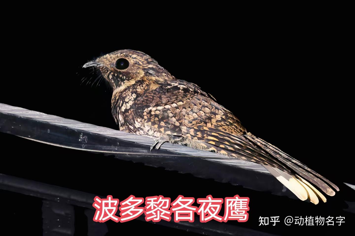 89图带你走进夜鹰目鸟类的世界 - 知乎
